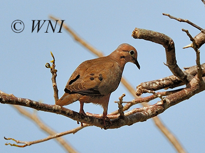 Eared Dove (Zenaida auriculata)